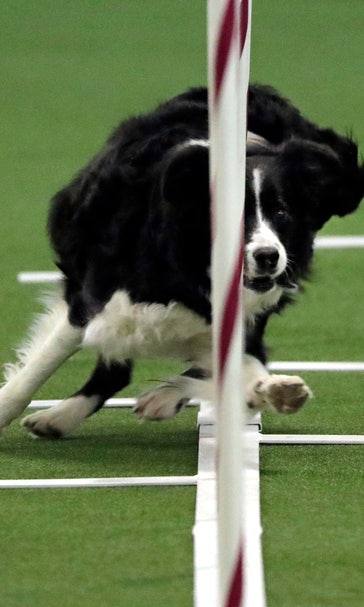 Dog agility aces compete as Westminster show opens